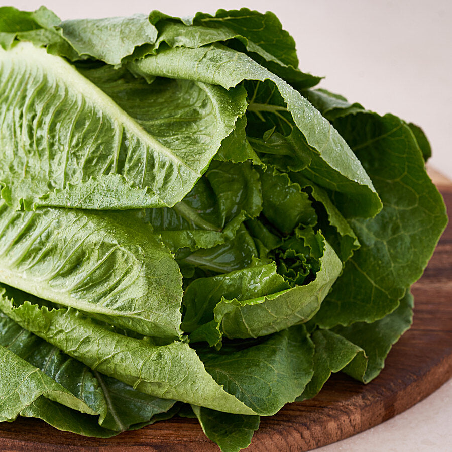 INSALATA LATTUGA BIO