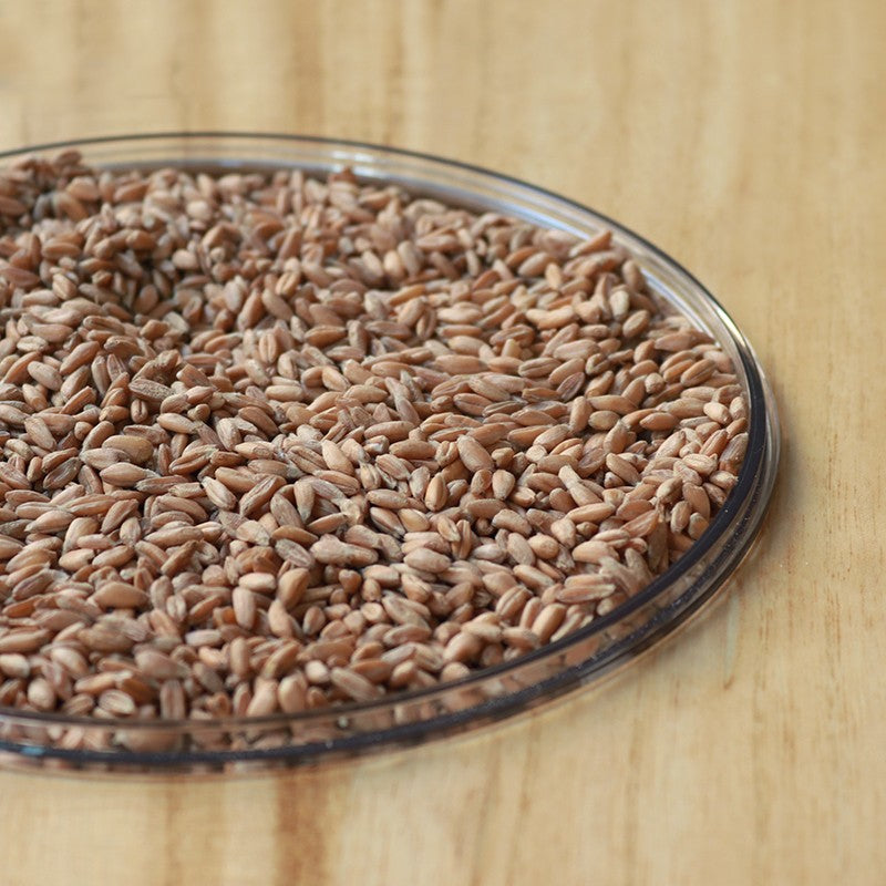 FARRO DECORTICATO DI ONANO