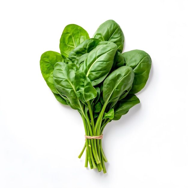 SPINACI BIO