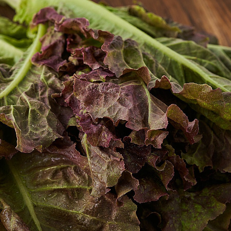 INSALATA CANASTA BIO