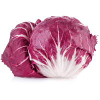 RADICCHIO TONDO BIO
