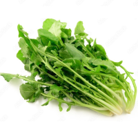 CICORIA DI CAMPO CAPATA BIO