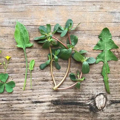 MISTICANZA DI CAMPO BIO