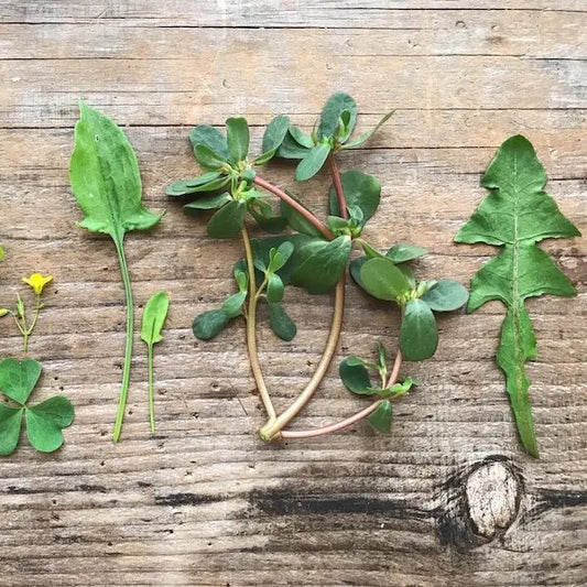 MISTICANZA DI CAMPO BIO