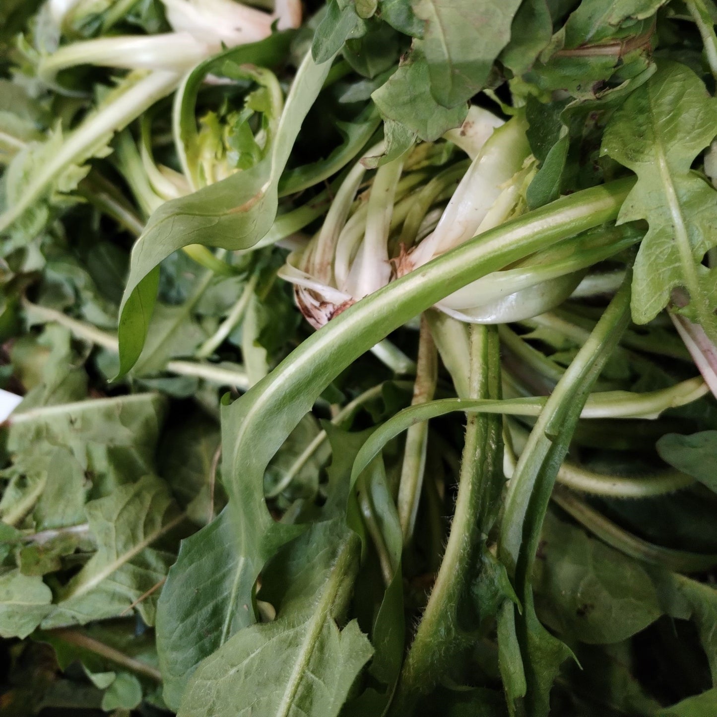 CICORIA DI CAMPO CAPATA BIO