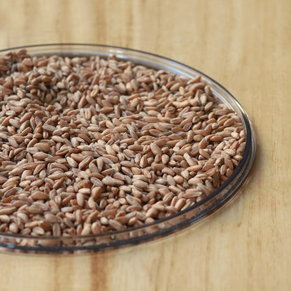 FARRO DECORTICATO DI ONANO