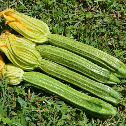 ZUCCHINE ROMANE BIO